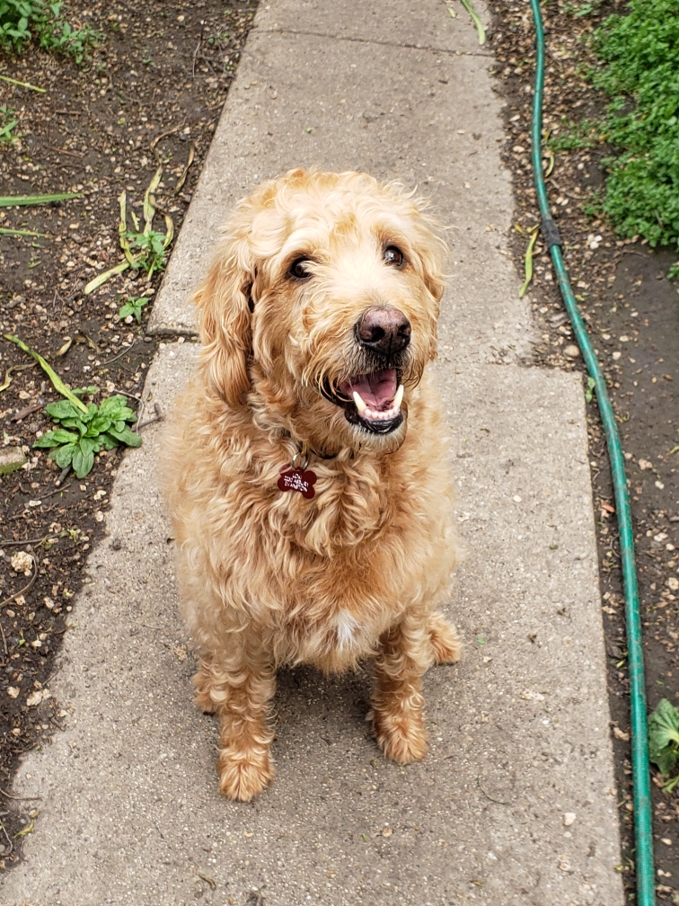 Hand Therapy for Dog&nbsp;Owners